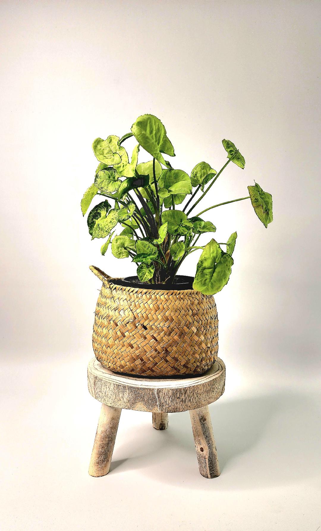 Timber Riser | Whitewash - Coastal Country Home Decor